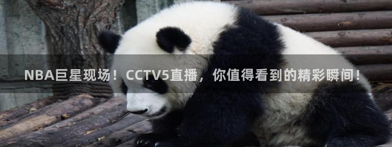 新球赛直播：NBA巨星现场！CCTV5直播，你值得看到的精彩瞬间！