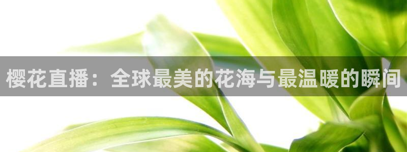新球体育赛事：樱花直播：全球最美的花海与最温暖的瞬间